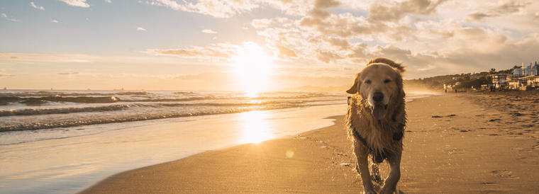 Foto de golden retriever caminando en la playa de arena en Cataluña - Encuentra tu alquiler vacacional en Miami Platja que admite mascotas