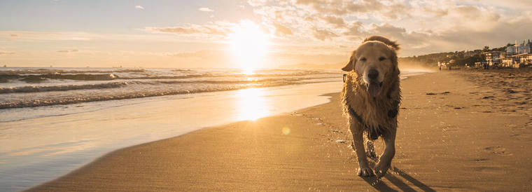 Llévate a tu perro de vacaciones en un alquiler vacacional en Benalmádena donde se admiten mascotas