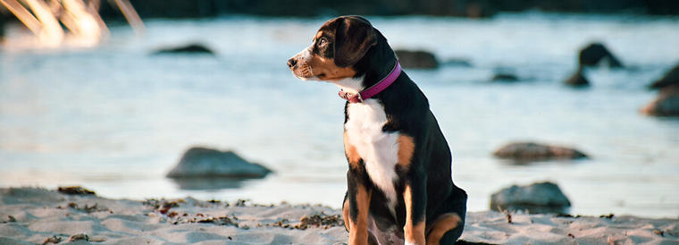 Perro sentado a la orilla de la playa - Reserva un alquiler vacacional en Mijas donde se admiten mascotas con NOVASOl