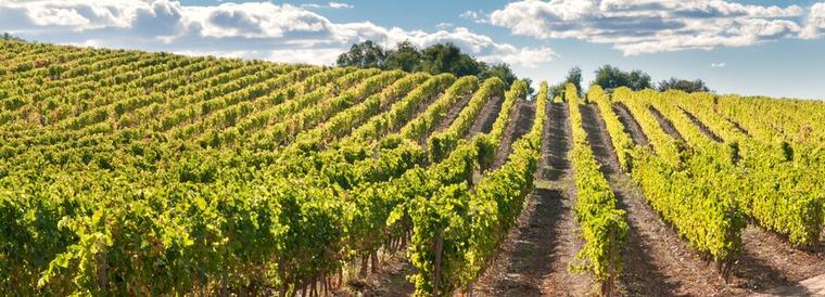 Vineyard and hills, Catalonia, Spain
