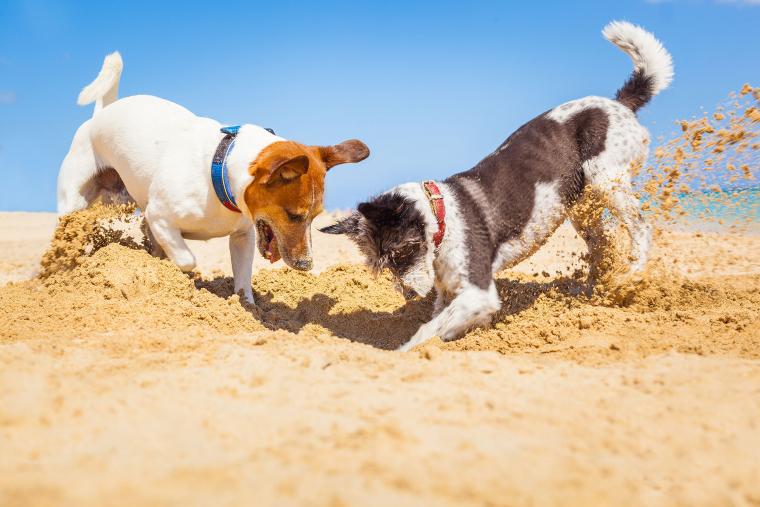 perros en la playa
