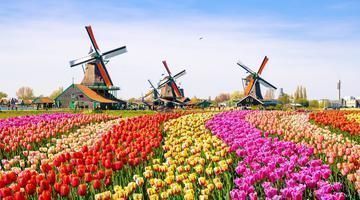 mills tulips