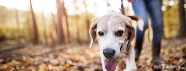 Vacaciones de otoño con perro